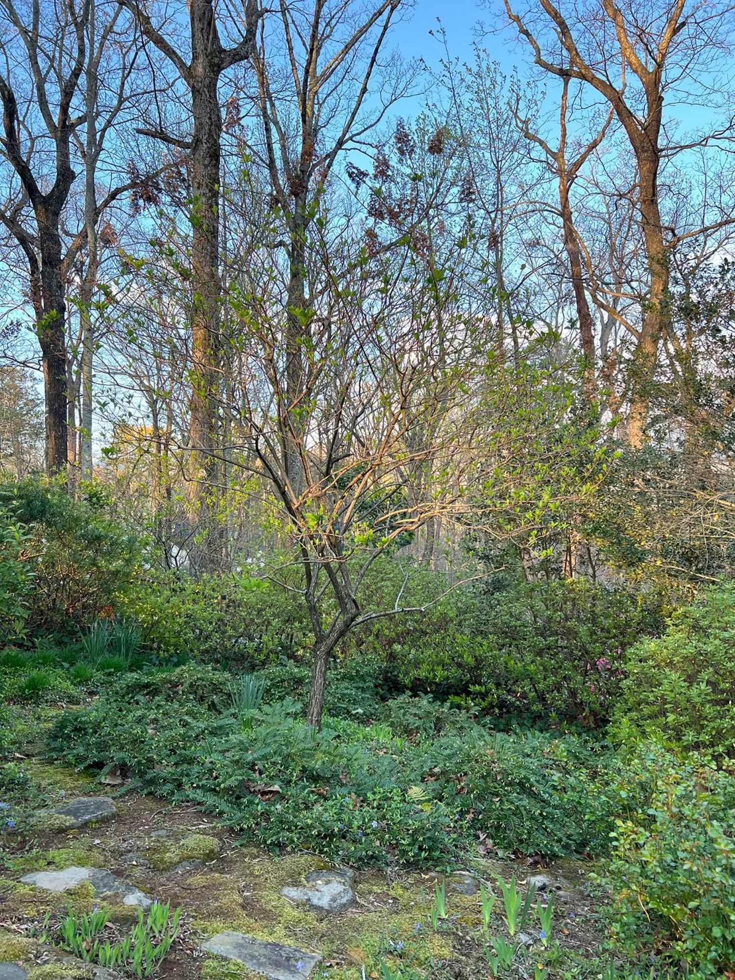 Studio Guest Suite In Forest Cottage Tryon Exterior photo